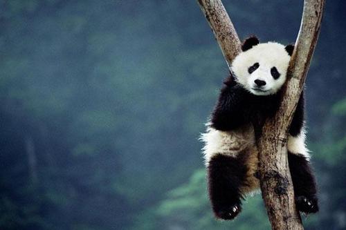 一份大熊猫义工旅行邀请函已经向你走来，请注意查看！